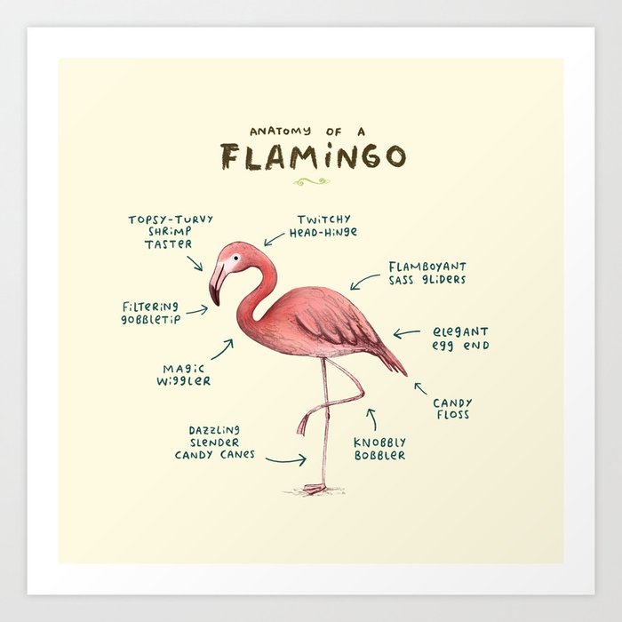 Anatomy of a Flamingo Art Print by Sophie Corrigan | Society6