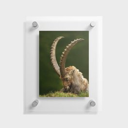 Alpine Ibex Goat Floating Acrylic Print