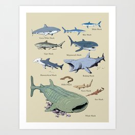 Shark Chart Art Print