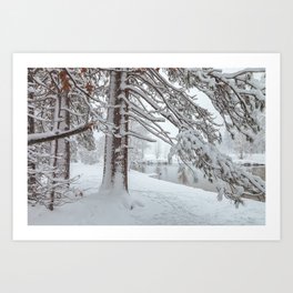 Pine Trees with snow Art Print