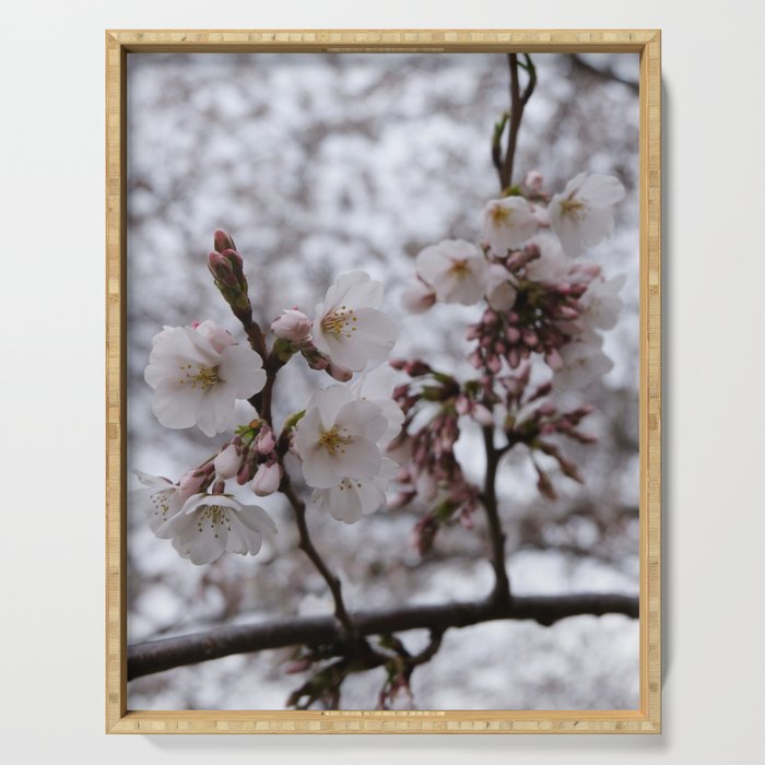 Color photograph of cherry blossoms blooming in spring Serving Tray
