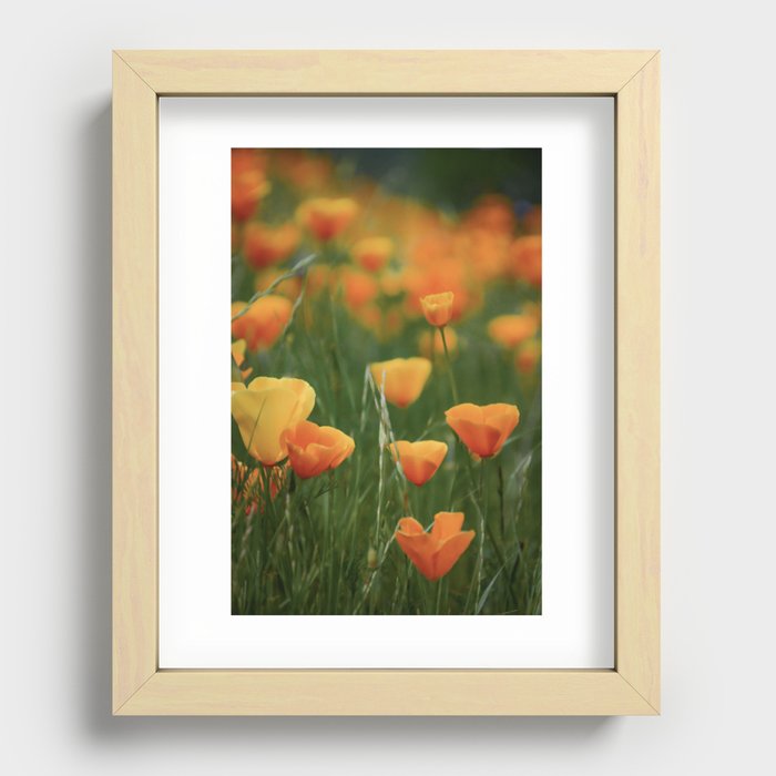 California Poppy Flowers Recessed Framed Print