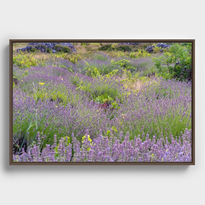 Abandoned Lavender Field Framed Canvas