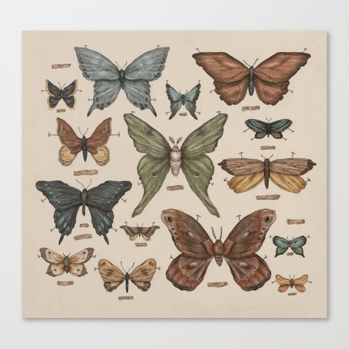 Butterflies and Moth Specimens Leinwanddruck Butterflies and Moth Specimens Leinwanddruck
