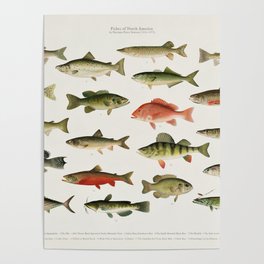 Illustrated North America Game Fish Identification Chart Poster