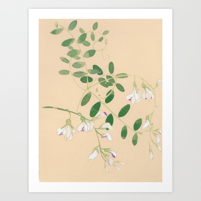 Wild Sweet Pea Art Print | Painting, Watercolor, Wildflower, Gouache, Painting, Nature, Flower, Botanical, Print, Pattern