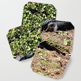 Black Brazilian Caiman Alligator Swamp Wildlife, Pantanal, Brazil Coaster