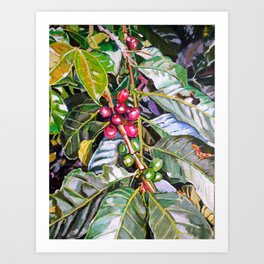 Coffee Plant Botanical, Colombia Art Print