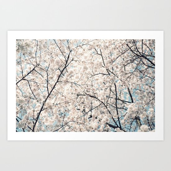 Cherry Blossom Art Print