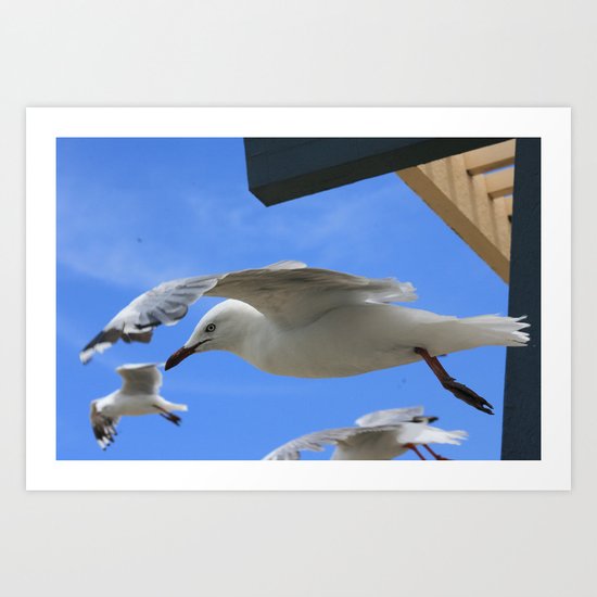 Gull company Art Print