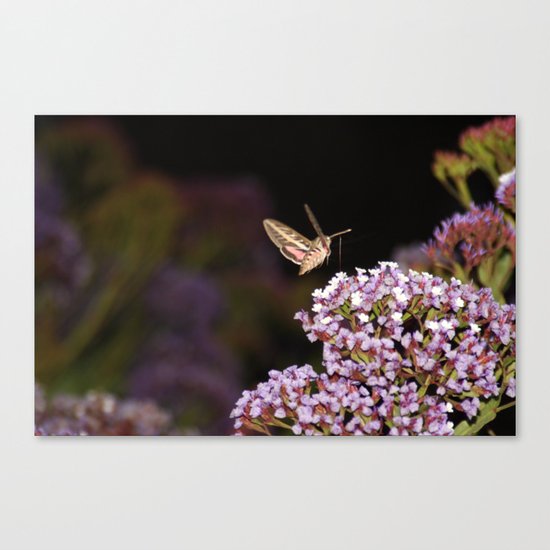 Hummingbird Hawk Moth Canvas Print