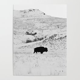 Black and White Bison Poster