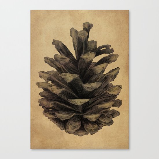 Pine Cone Canvas Print