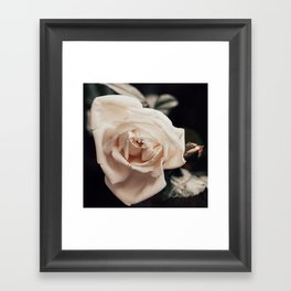 Velvet Cream Rose - Elegant White Floral Flower Photography by Ingrid Beddoes Framed Art Print