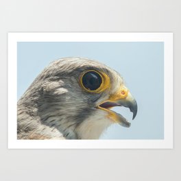 Common Kestrel Portrait Beak Wide Open (Falco tinnunculus) European kestrel. Art Print | Kestrelportrait, Openbeak, Falcotinnunculus, Prey, Wild, Avian, Beak, Commonkestrel, Close, Brown 