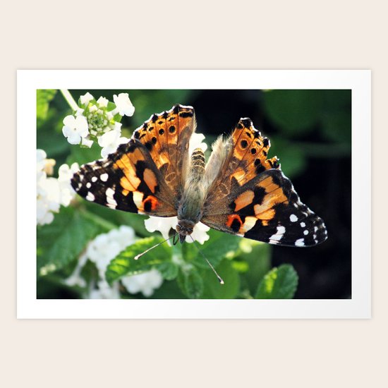 Painted Lady Art Print