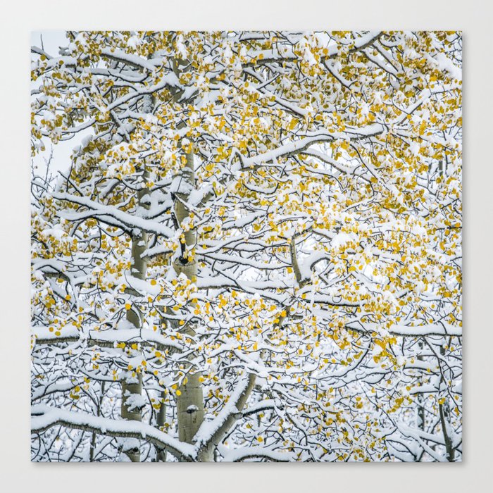 Snow on Foliage Canvas Print