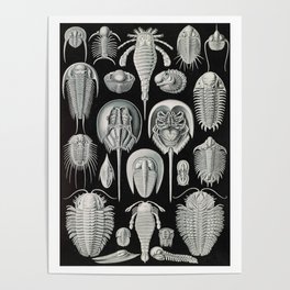 Ernst Haeckel Horseshoe Crab Vintage Illustration Poster