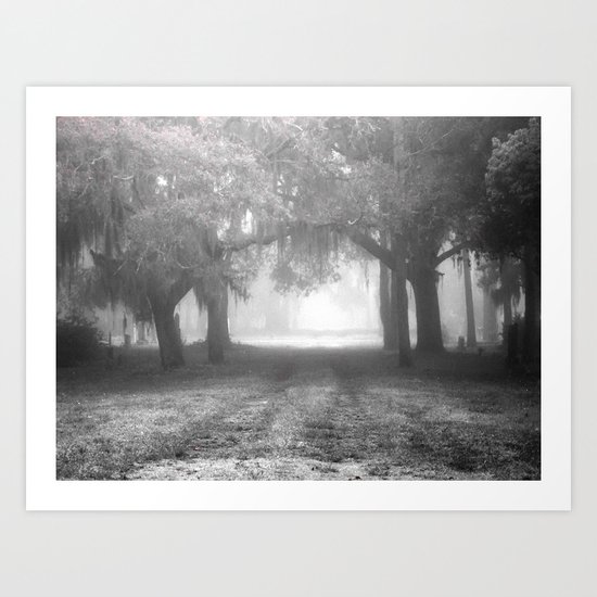 Foggy Evergreen Art Print