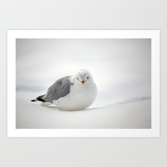 Snow Gull Art Print
