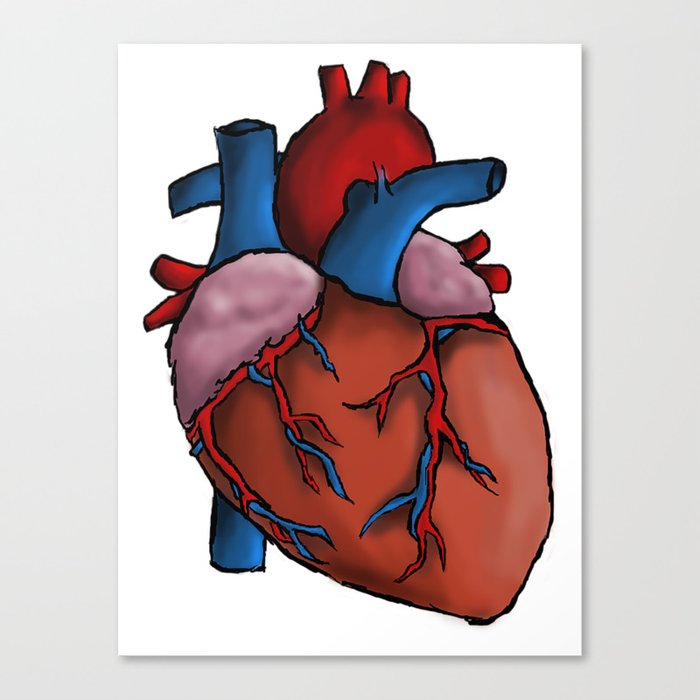 Semi Realistic Human Heart Canvas Print By Bcooper Art Society6