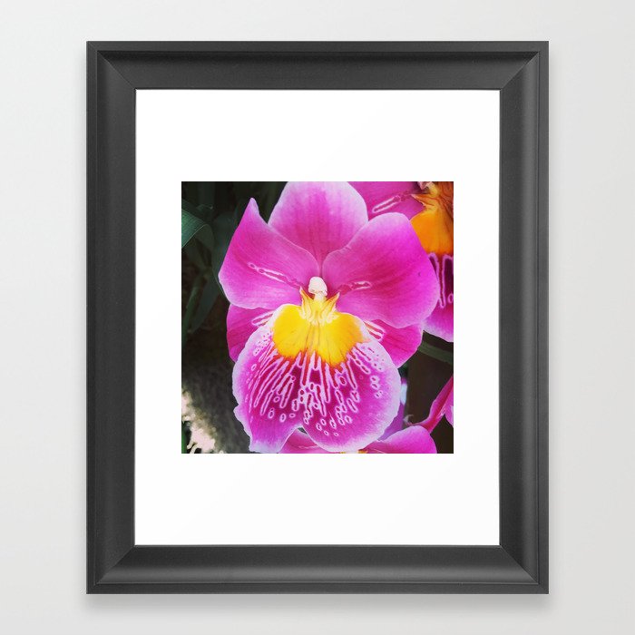 Pansy Orchid Framed Art Print
