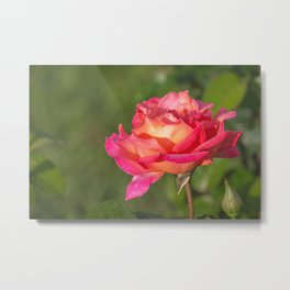Peace Rose Flower Metal Print