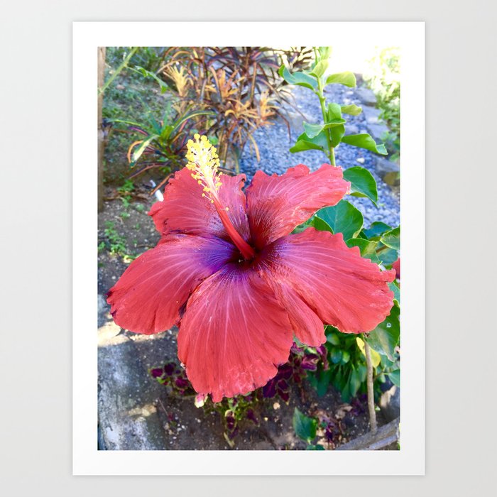 Bright Red Hibiscus Flower - Guatemala  Art Print
