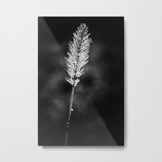 morning light Metal Print