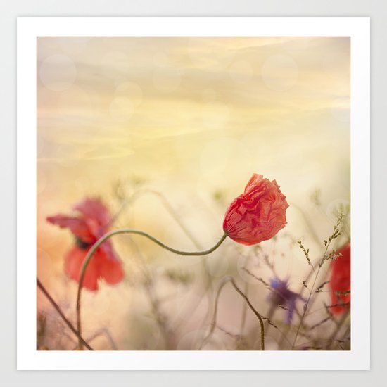 Poppy flower and sunset Art Print