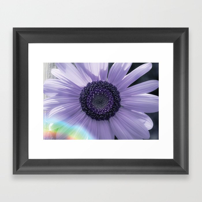 Purple Sunflower Framed Art Print