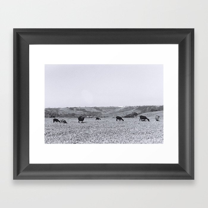 Starrring sheep Framed Art Print