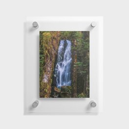 Quinault Rainforest Waterfall & Old Growth Trees  Floating Acrylic Print