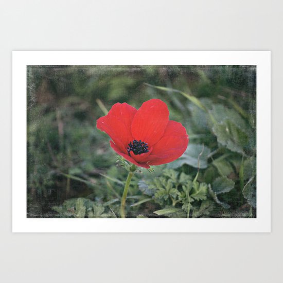 Wild Anemone Art Print