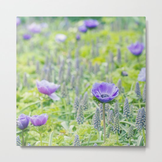 Poppy Anemone Metal Print