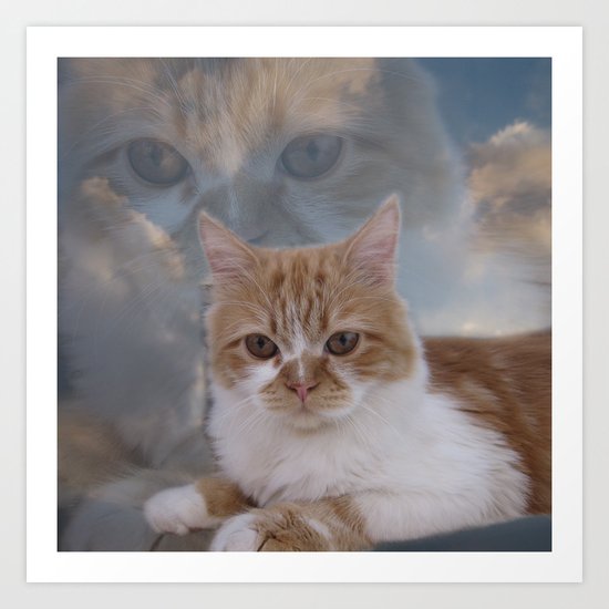 Dramatic Cat Face Art Print