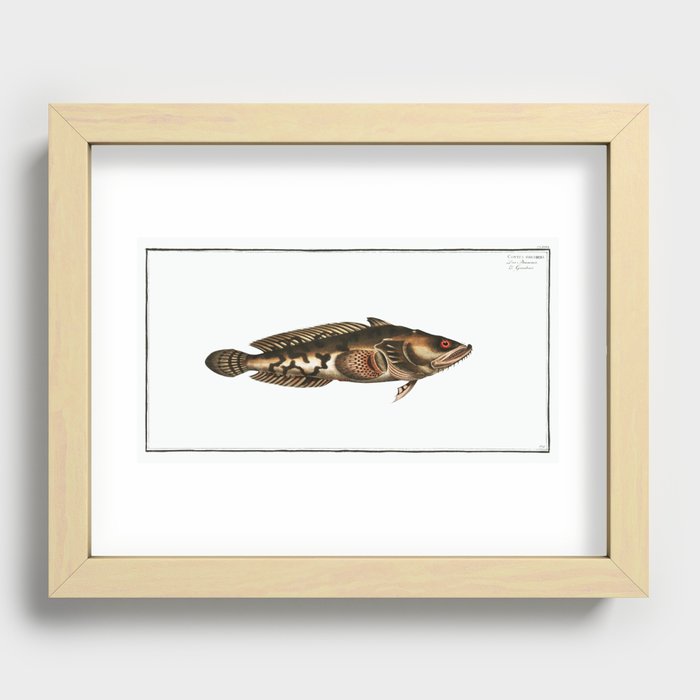 Gottus gruniens from Ichtylogie, or Natural History General and Particular of Fish (1785–1797) by Ma Recessed Framed Print