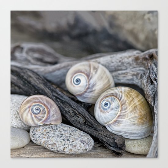 Shark's eye shells and driftwood Canvas Print