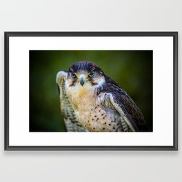 Peregrine Falcon Framed Art Print