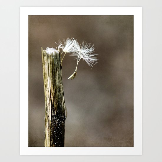 ready to fly away Art Print