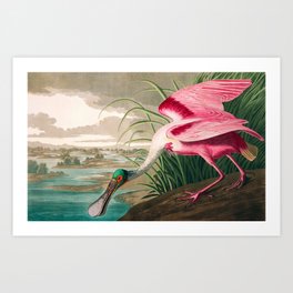 Roseate Spoonbill by John James Audubon Art Print
