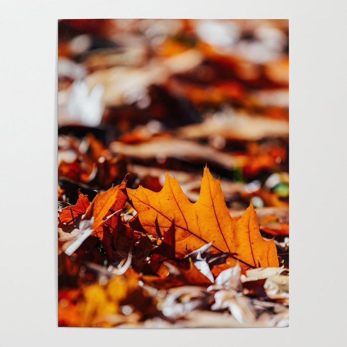 Red Autumn Leaves Background In Fall Season Autumn Season Fall Background Falling Leaves Art Poster By Radub85 Society6 Red Autumn Leaves Background In Fall Season Autumn Season Fall Background Falling Leaves Art Poster By Radub85 Society6