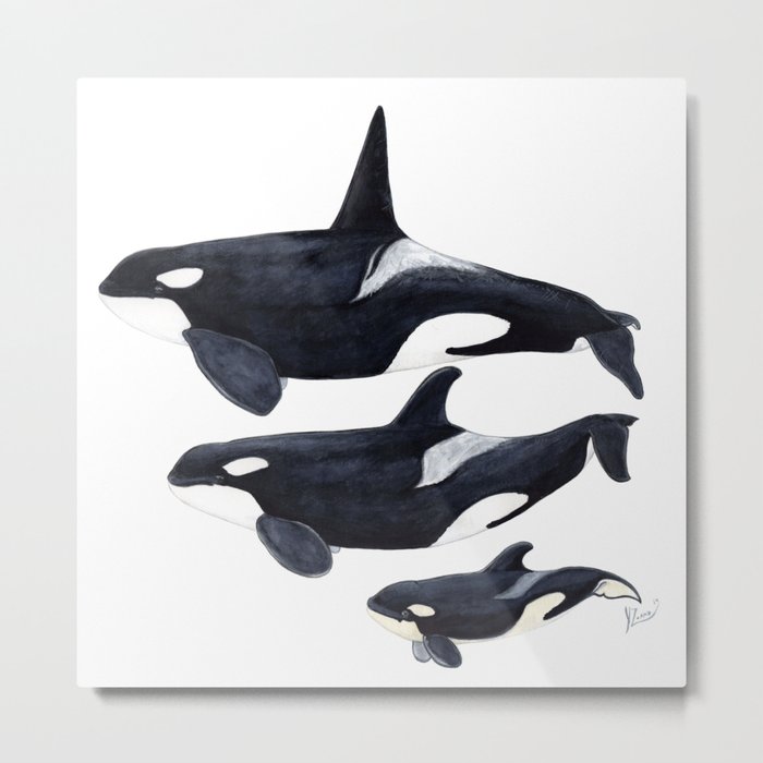 Orca (Orcinus orca) Metal Print
