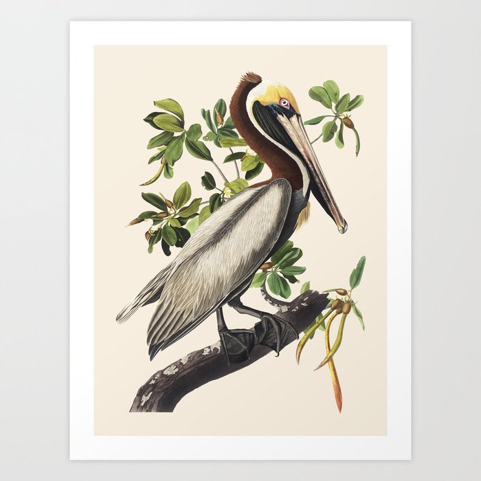 Brown Pelican by Audubon Art Print