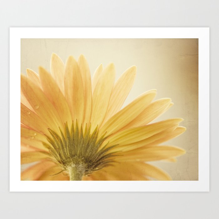 Gold Yellow Flower Photography Golden Daisy Floral Photo Nature Botanical Macro Picture Art Print