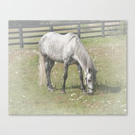 A White Horse in a pasture among Daisy Flowers Canvas Print