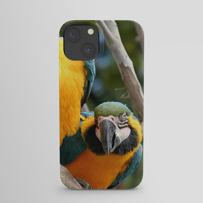 Blue And Gold Macaws iPhone Case