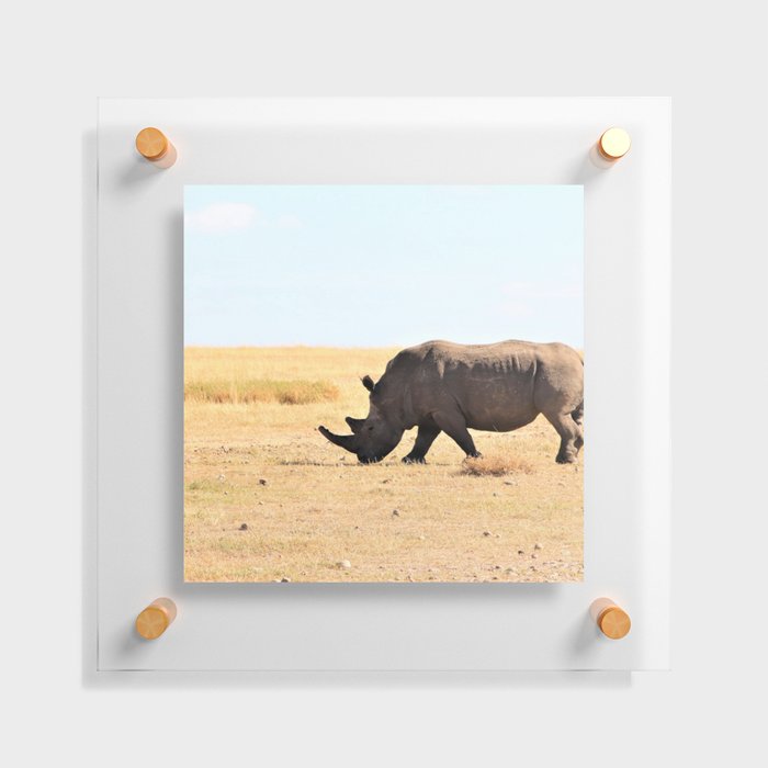 South Africa Photography - Rhino At The Dry Empty Savannah Floating Acrylic Print