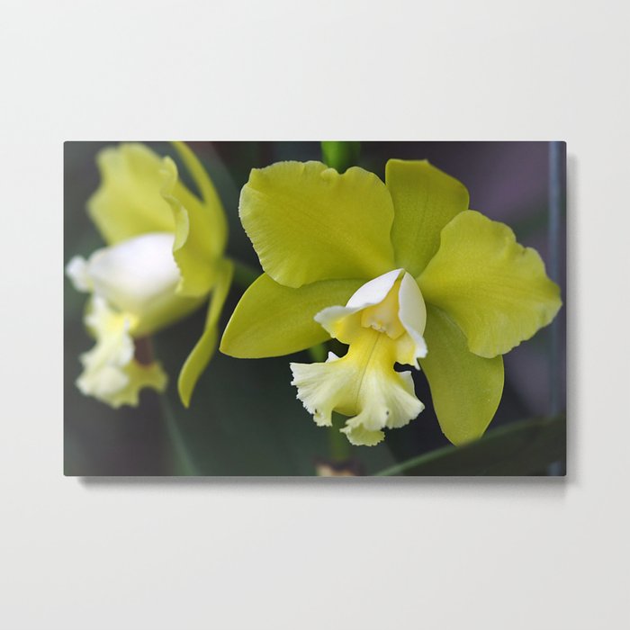 Cattleya Orchid Metal Print