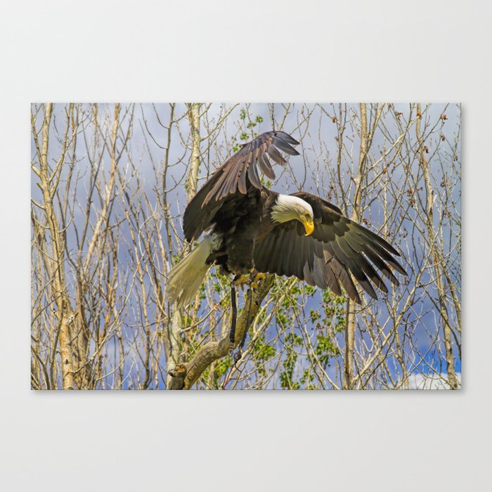 Touchdown Canvas Print